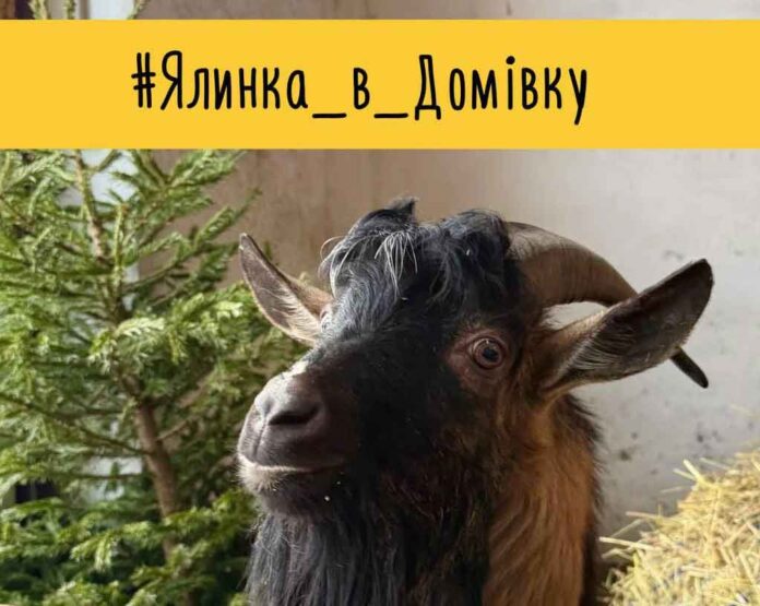 Хвойний «кейтеринг» для копитних: у Львові збирають ялинки для врятованих тварин