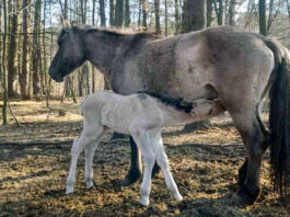 У Яворівському національному парку народилося лоша рідкісного коня-тарпана