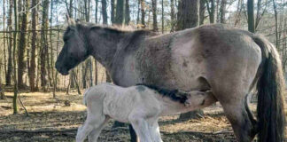 У Яворівському національному парку народилося лоша рідкісного коня-тарпана